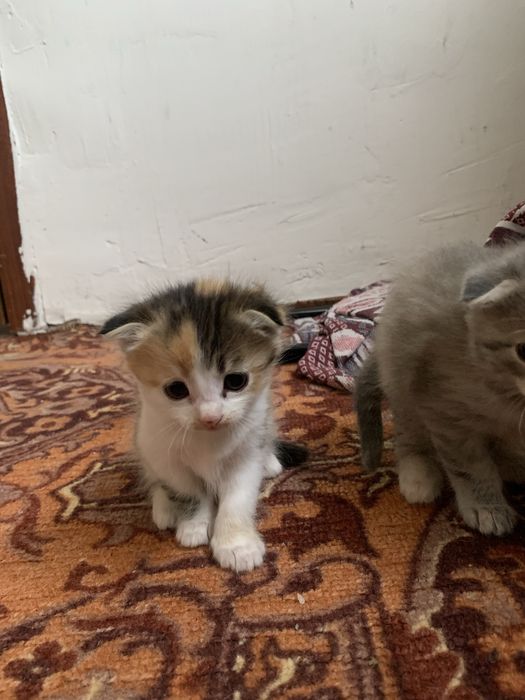 Шотландский веселуха котя