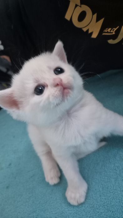 Котята шиншилла шотландские