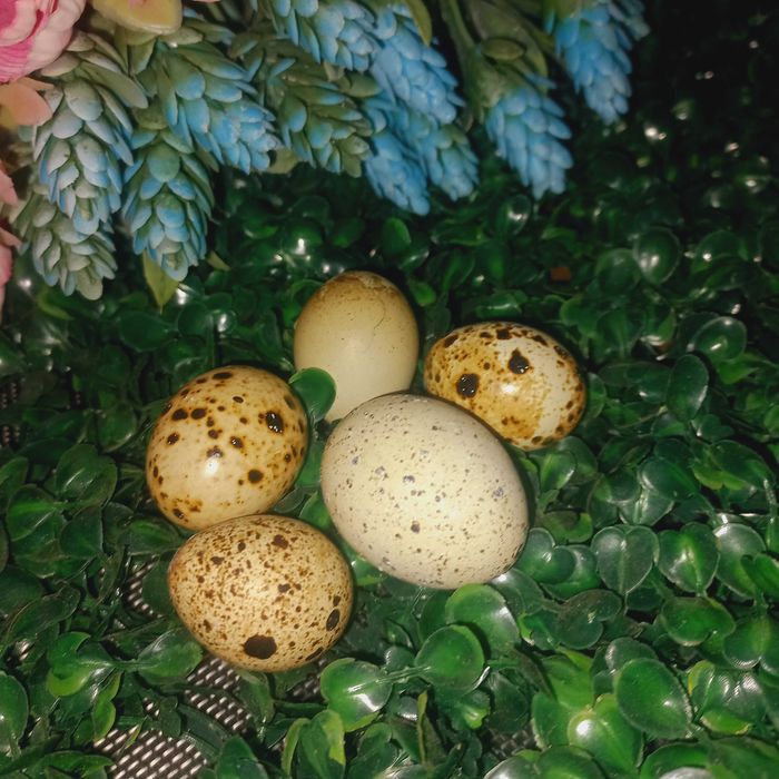 Инкубационные яйца перепелок. Мясные и яйцаноские породы