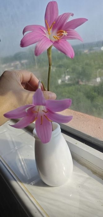 домашняя розовая лилия