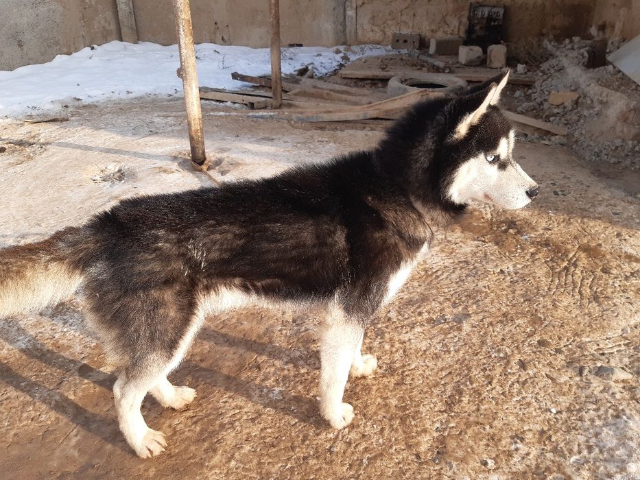 Продам собаку (хаски)