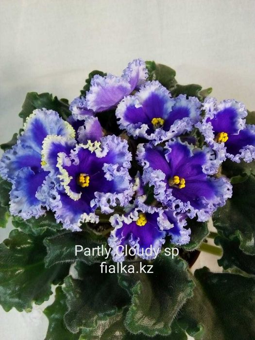 Комнатные фиалки, продам фиалки!!!