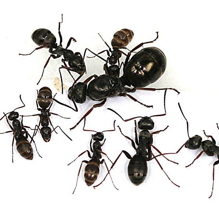 Муравьи Formica (Serviformica) Fusca
