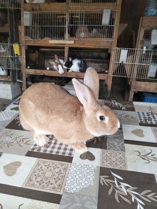 Iepuri hycole francez