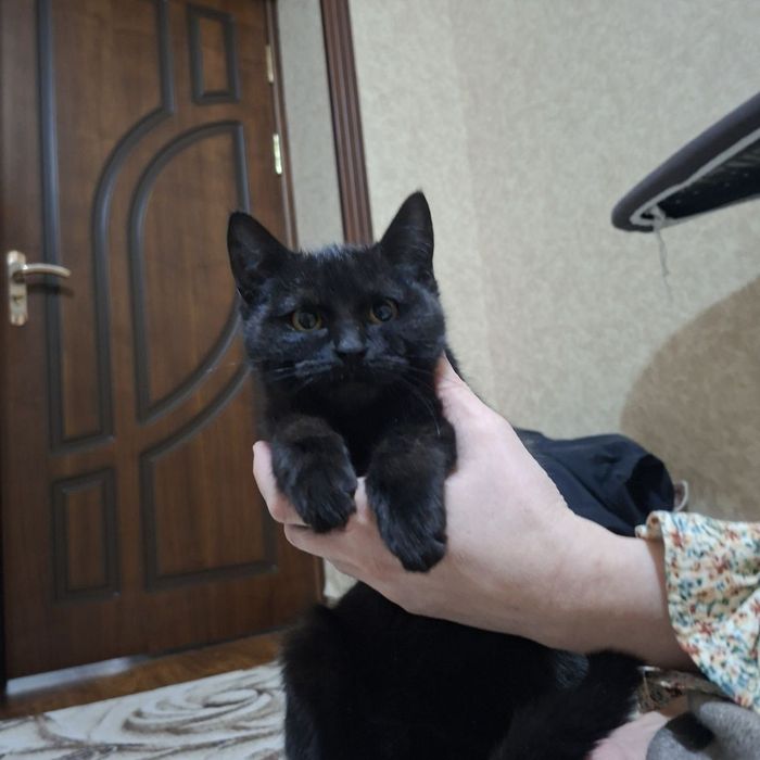 Mushukchani hadiyaga beramiz