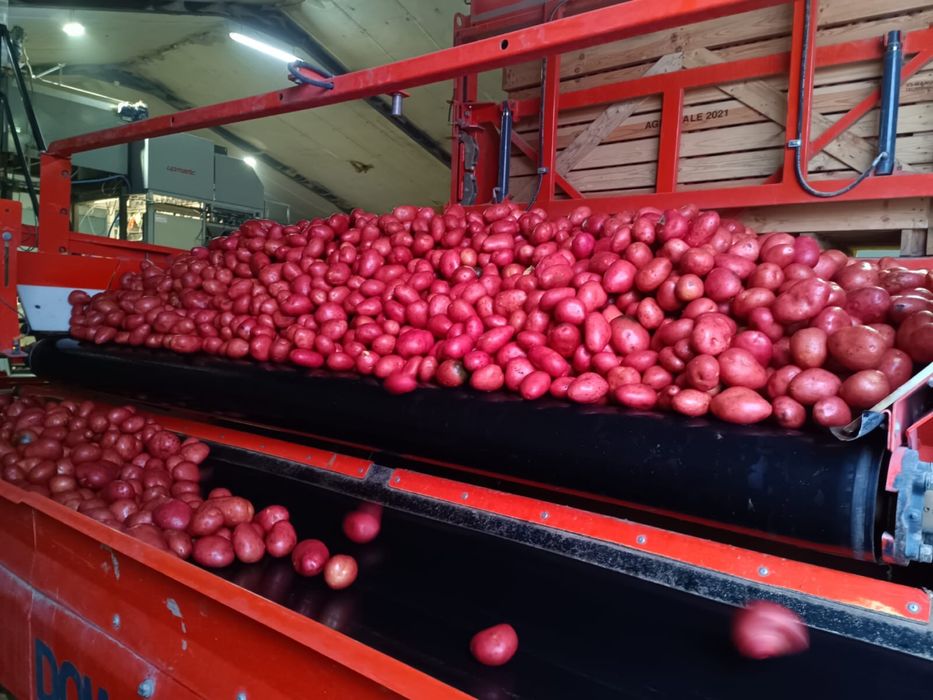 Cartofi Franta, de consum si de plantat.