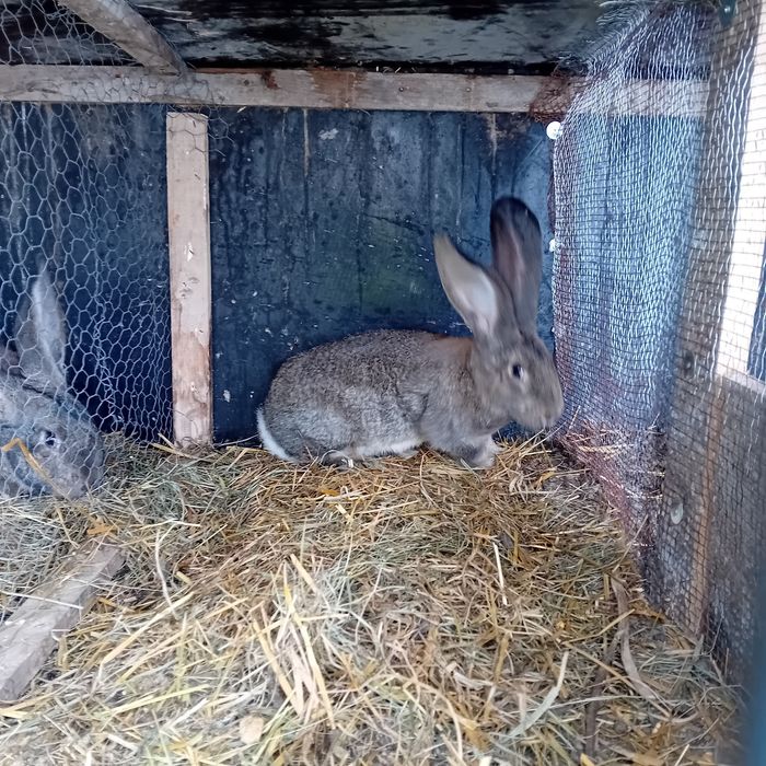 Urias german o pereche