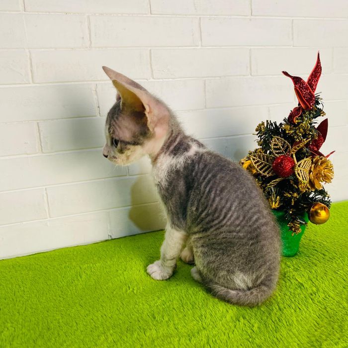 Мальчик донской сфинкс