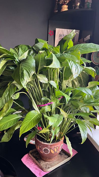 Спатифиллум или женское счастье