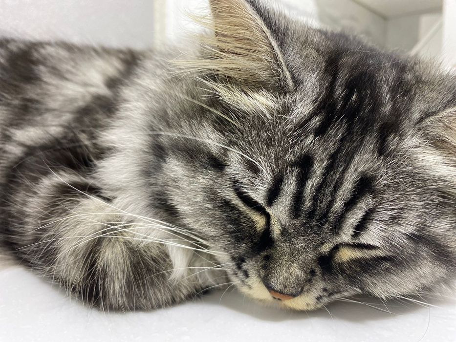 Продам домашнего Кошака