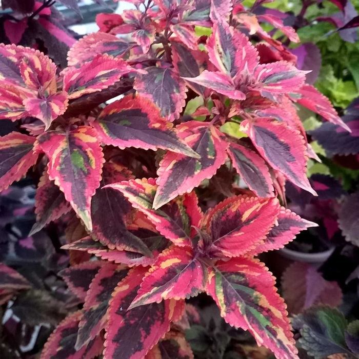 Колеус вегетативный