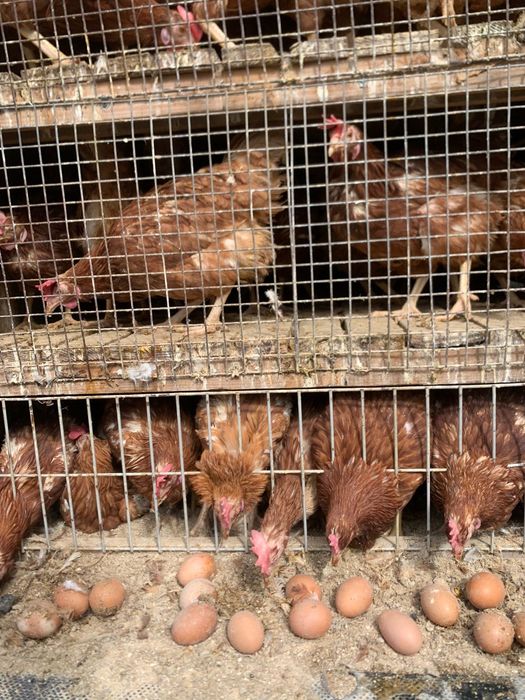 Vand gaini outoare LIvrarea Gratuita