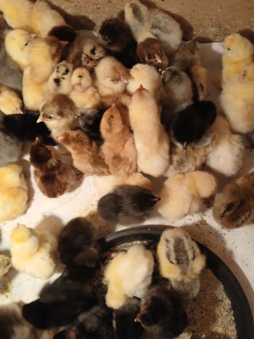 Суточные Домашние цыплята