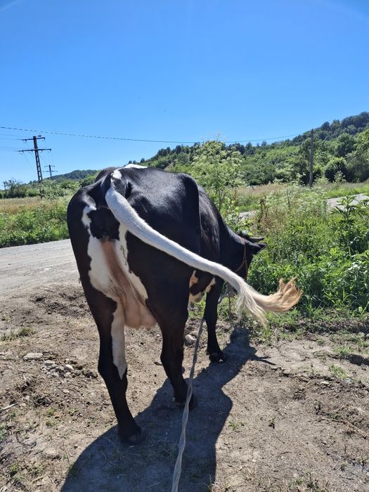 Vând doua vaci gestante