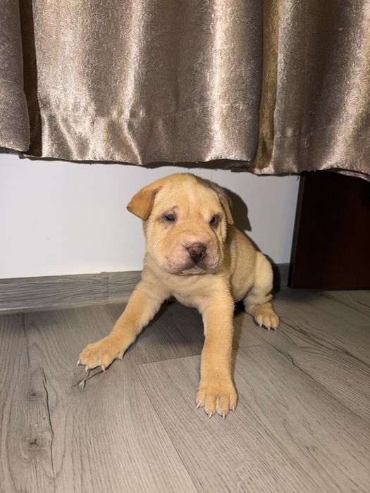 Shar Pei dragalasi