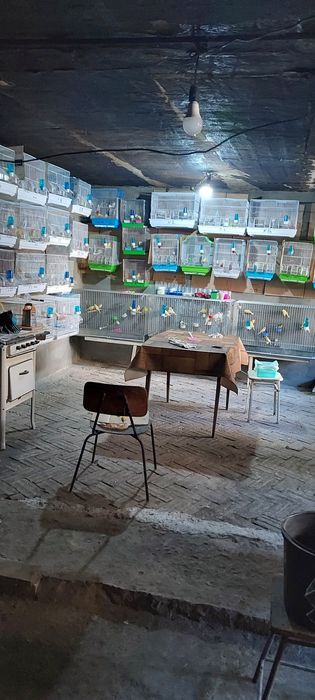 Канарейкалар сотилади  уйдан