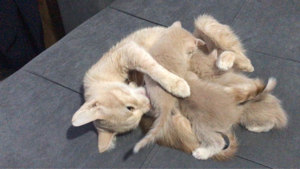 Отдам котят в добрые руки