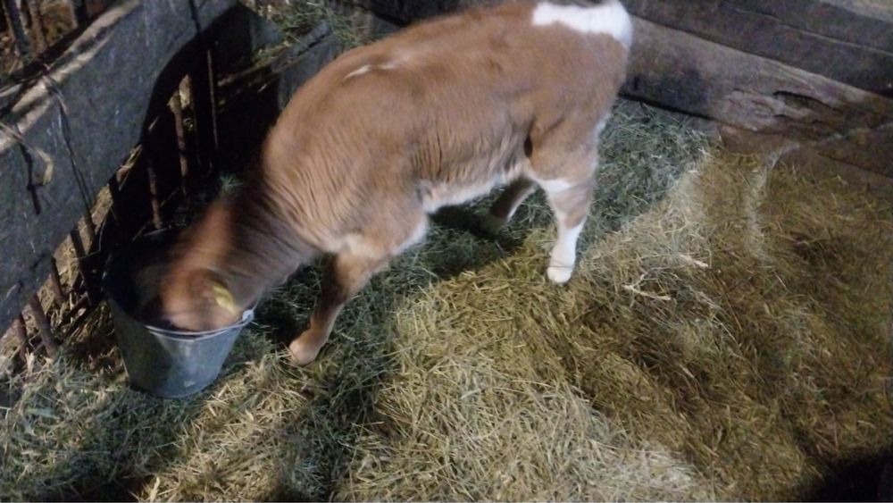 Продам телят в Теректинском районе