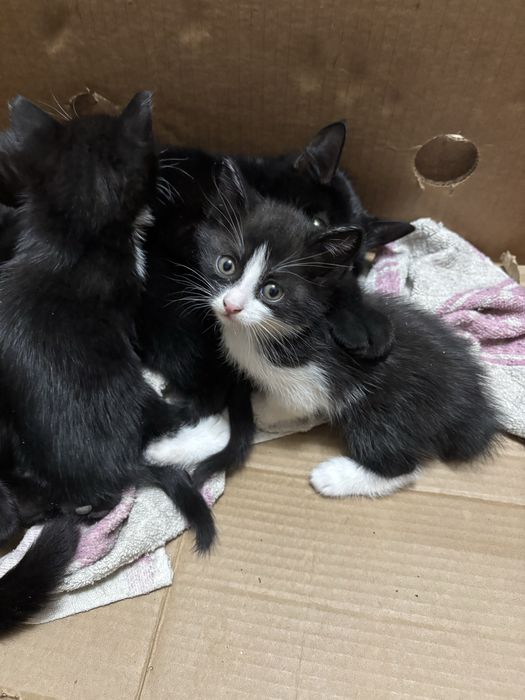 Марғау (кішкентай ұрғашы мысықтар)