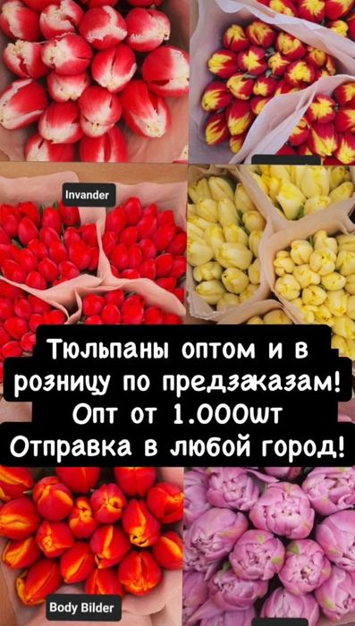 Продажа тюльпанов оптом и в розницу