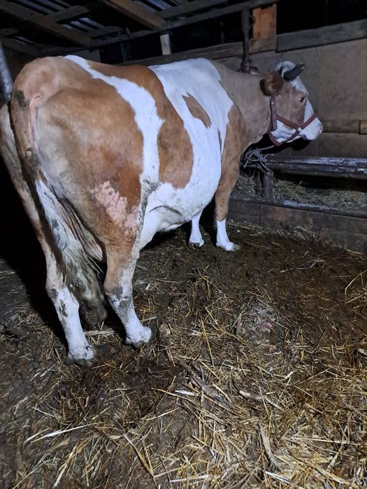 Vind vacă gestantă și o vitea bălțată pe negru.