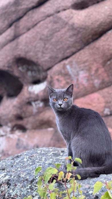 Вязка Британка короткошерстная