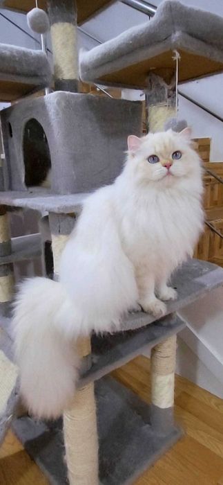 British Longhair baiat superb pedigree