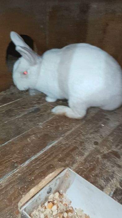 NZB Quyon va bolari sotiladi