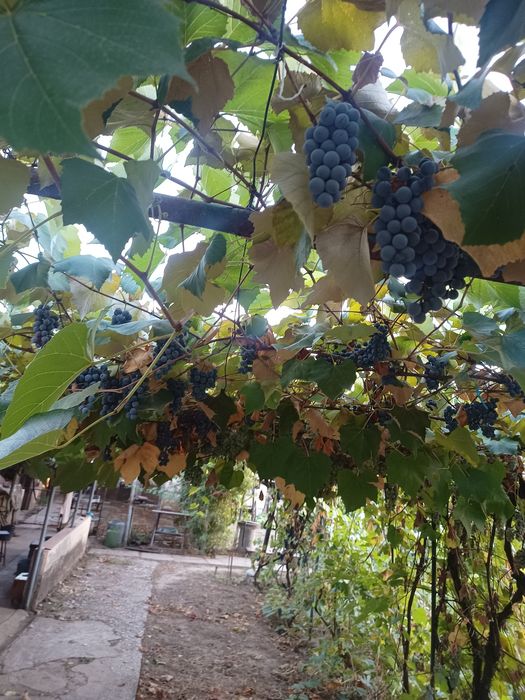 Vând struguri ananas dulce și aromat 4lei/kg , 200kg