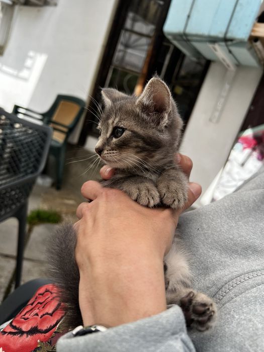 Подаряват се котенца