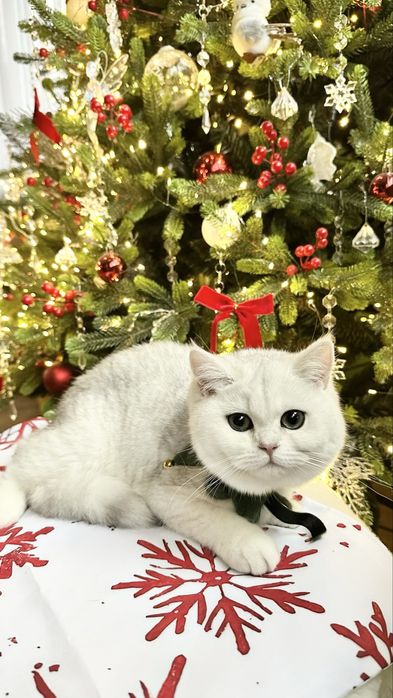 Fetita British Shorthair Chinchilla Silver Superba! Felisa Autorizata