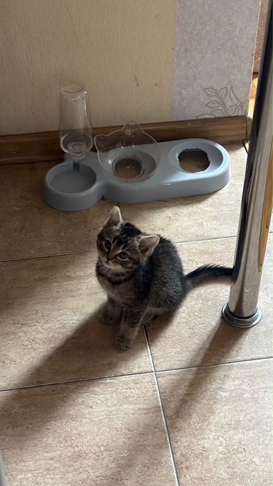 Котенок шотландец