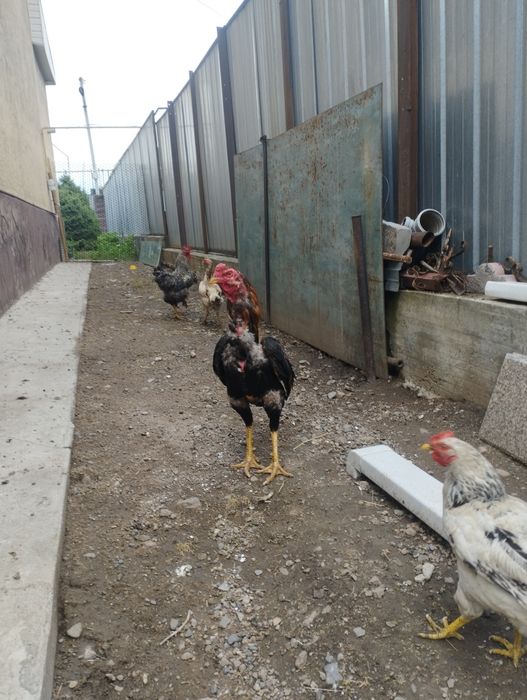 Продам парочку дакан