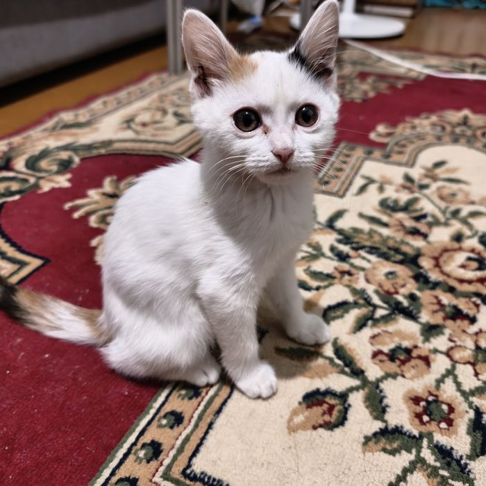 Отдам котенка, прочтите описание!!!