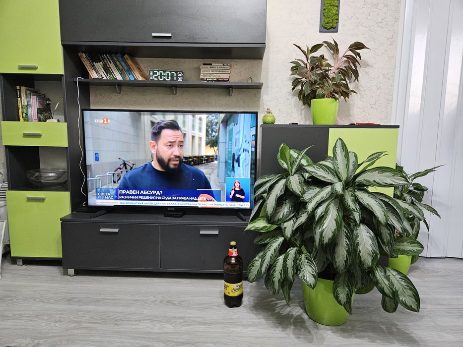 Аглаонема – 6 стъбла, около 90 см височина!

Отглеждана с