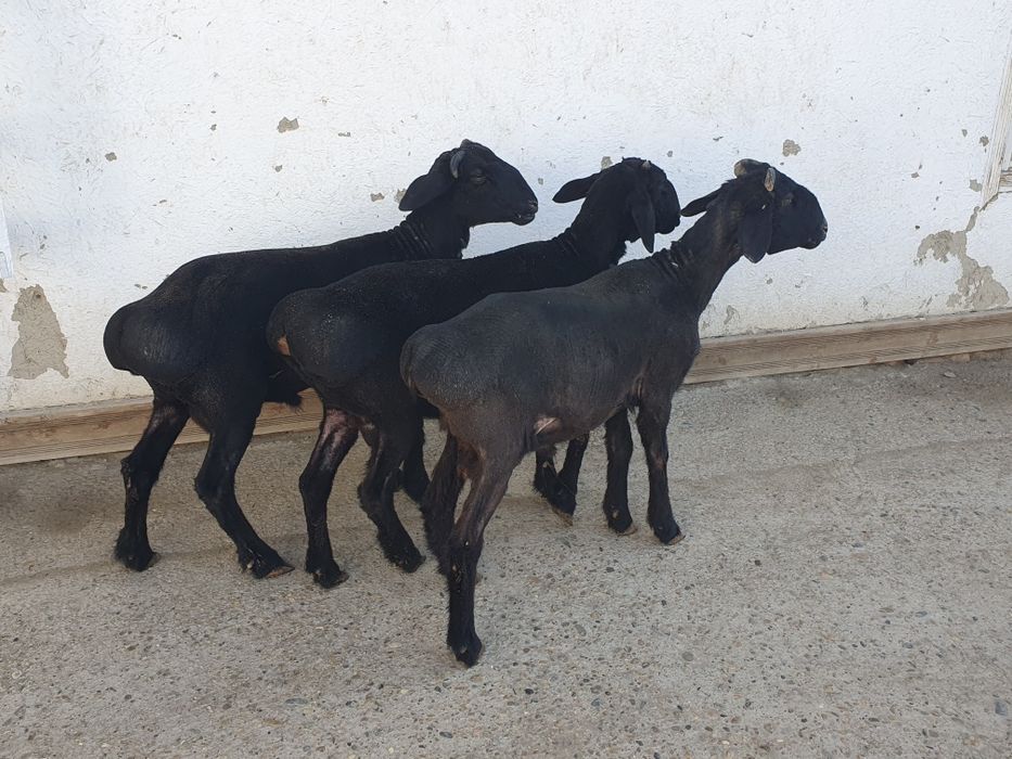 3ta qo'chqorla sotiladi egizakla quloqlari butun badani zo'r