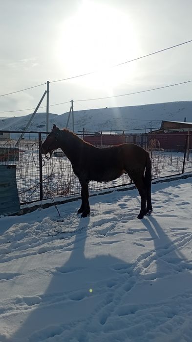 Полтарашка сатылады 1,5жас