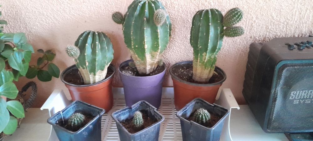 Продам кактусы цветут