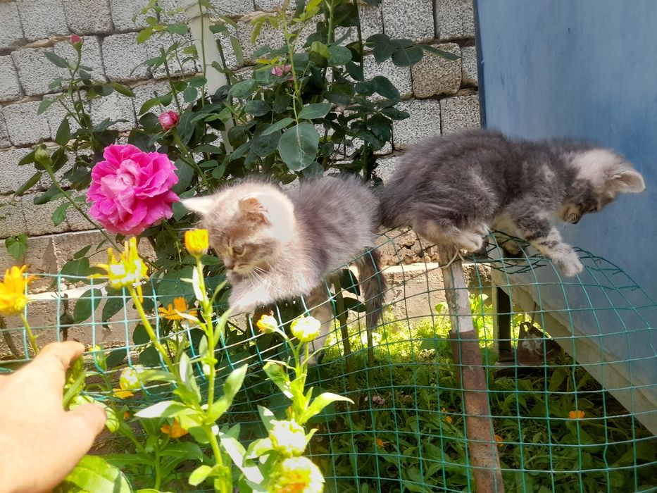 Котята Британские.и скотеш.500т