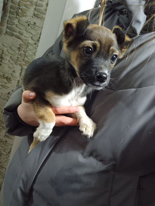 2  щенка-мальчика ищут дом