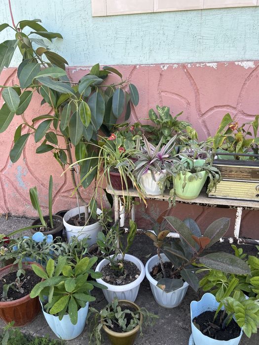 Комнатные растения