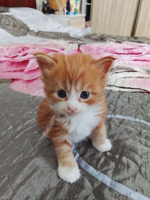 Котята Мейн-куна