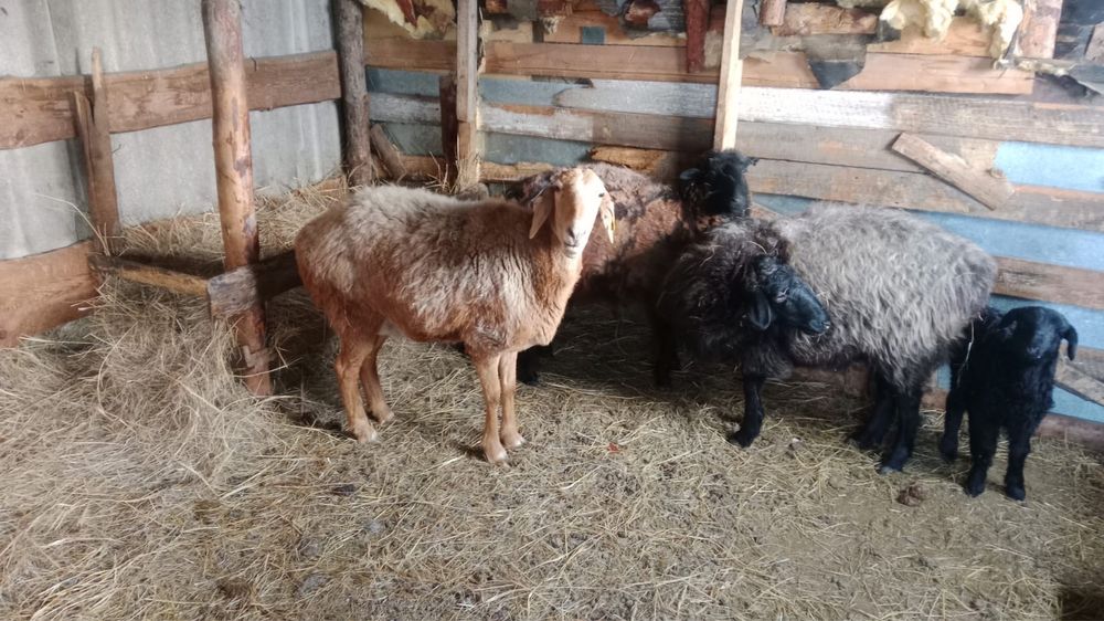 Продам баранов — 5 штук.