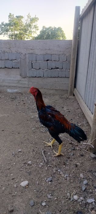 Продаётся дакан 9-месяцев