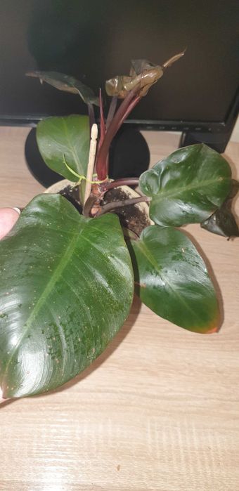 Домашние растения