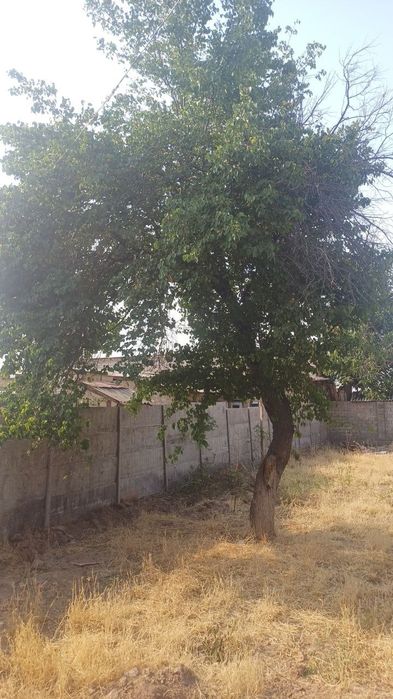 Дала ховли участок