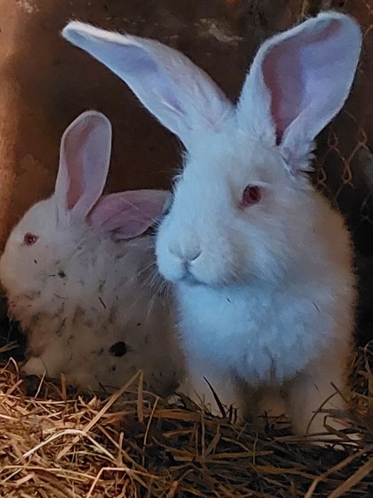 Кролики разных возрастов