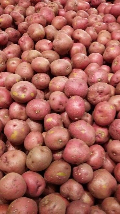 Срочно продам едовая картошка