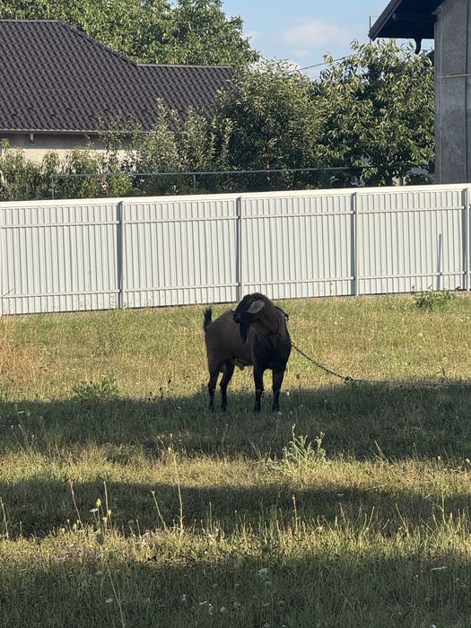 Vand tap de 4 ani