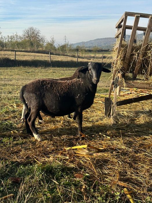 Berbecuț Metis dorper